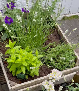 Money saving tips for your garden